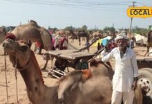 Karauli News: रेगिस्तान के जहाज का रॉयल लुक, पैरों में पायल गले में घंटियां, कीमत जान रह जाएंगे हैरान