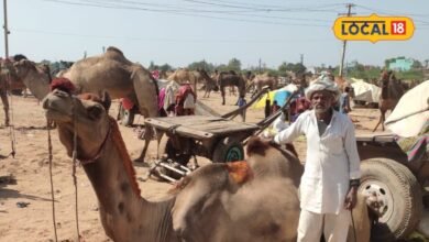 Karauli News: रेगिस्तान के जहाज का रॉयल लुक, पैरों में पायल गले में घंटियां, कीमत जान रह जाएंगे हैरान