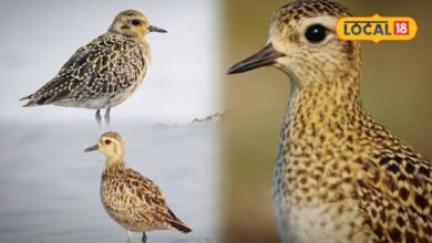 Keoladeo National Park: भरतपुर के केवलादेव पार्क में दिखा दुर्लभ गोल्ड फ्लावर पक्षी, 4 हजार KM का सफर तय कर पहुंचा