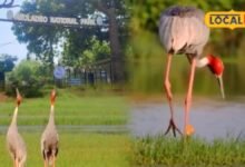 Keoladeo National Park: लंबे समय बाद केवलादेव में बढ़े सारस, 22 की बढ़ोतरी से खिले पक्षी प्रेमियों के चेहरे