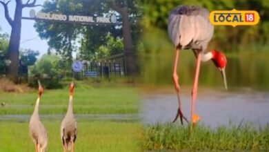 Keoladeo National Park: लंबे समय बाद केवलादेव में बढ़े सारस, 22 की बढ़ोतरी से खिले पक्षी प्रेमियों के चेहरे