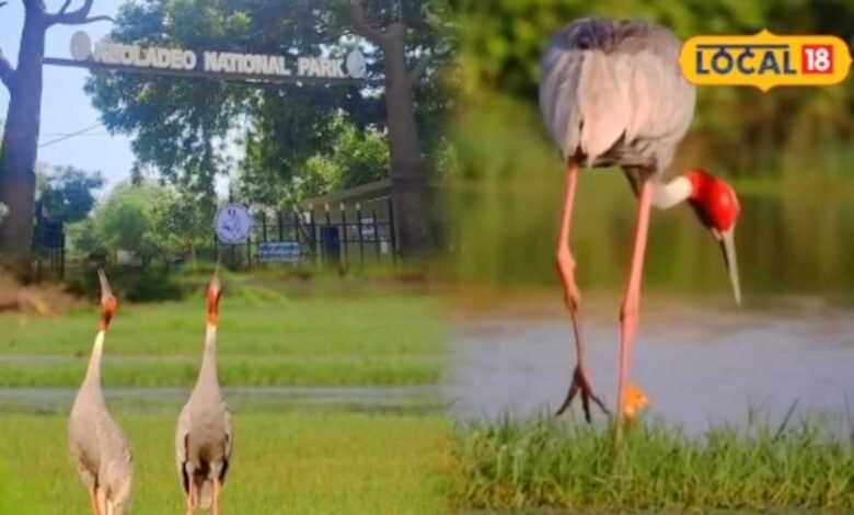 Keoladeo National Park: लंबे समय बाद केवलादेव में बढ़े सारस, 22 की बढ़ोतरी से खिले पक्षी प्रेमियों के चेहरे