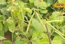Moong Mandi Rate: खेतों में पककर तैयार हुई मूंग की फसल, किसानों की नजर अब पैदावार के साथ मंडी के भाव पर