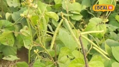 Moong Mandi Rate: खेतों में पककर तैयार हुई मूंग की फसल, किसानों की नजर अब पैदावार के साथ मंडी के भाव पर