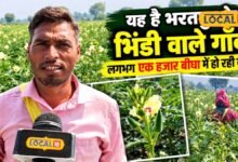 Okra Farming I 1 हजार बीघा से ज्यादा जमीन पर भिंडी की खेती, भरतपुर के किसानों की दूर-दूर तक पहचान
