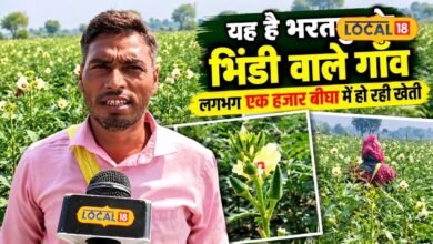 Okra Farming I 1 हजार बीघा से ज्यादा जमीन पर भिंडी की खेती, भरतपुर के किसानों की दूर-दूर तक पहचान
