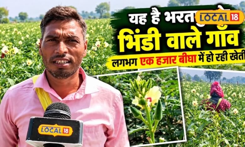 Okra Farming I 1 हजार बीघा से ज्यादा जमीन पर भिंडी की खेती, भरतपुर के किसानों की दूर-दूर तक पहचान