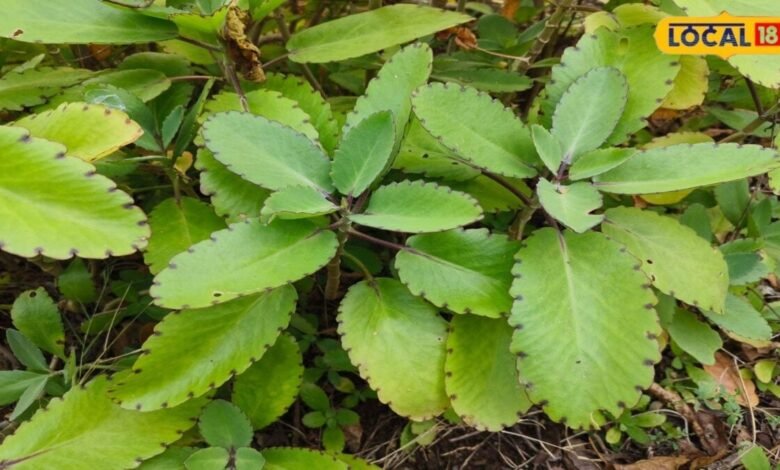 Patharchatta Benefits: घर में लगा ये पौधा पथरी समेत कई समस्याओं में आता है काम, जानिए इसके फायदे
