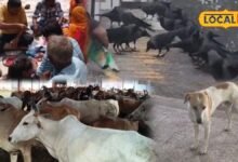 Pitru Paksha 2026: श्राद्ध में कौवा नहीं दिखे तो न हों परेशान, इन जीवों को भोजन कराने से पूरी होगी परंपरा