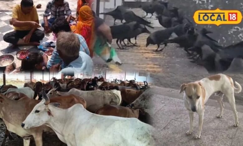 Pitru Paksha 2026: श्राद्ध में कौवा नहीं दिखे तो न हों परेशान, इन जीवों को भोजन कराने से पूरी होगी परंपरा