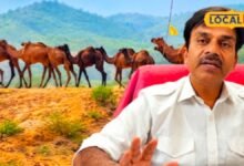 Pushkar Animal Fair 2026: पुष्कर मेले में पशुओं की सेहत का खास ख्याल, मुफ्त इलाज से लेकर जांच तक की होगी सुविधा