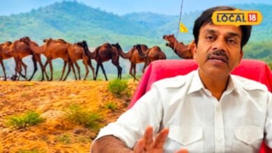 Pushkar Animal Fair 2026: पुष्कर मेले में पशुओं की सेहत का खास ख्याल, मुफ्त इलाज से लेकर जांच तक की होगी सुविधा