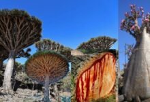Second World on Earth: Another World| पृथ्वी पर ही बसी है दूसरी दुनिया उल्टे-पुल्टे पेड़ों से रिसता है खून एलियन ग्रह में फंस चुके हैं 38 भारतीय