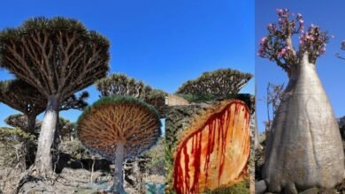 Second World on Earth: Another World| पृथ्वी पर ही बसी है दूसरी दुनिया उल्टे-पुल्टे पेड़ों से रिसता है खून एलियन ग्रह में फंस चुके हैं 38 भारतीय
