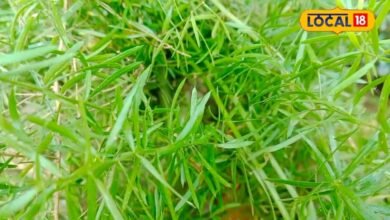 Shatavari Benefits: महिलाओं के लिए खास माना जाता है ये पौधा, जानिए इसकी जड़ के औषधीय गुण