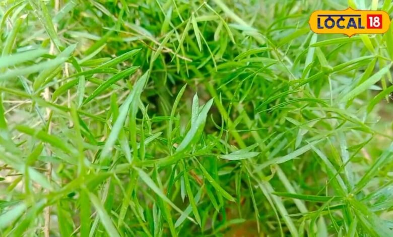 Shatavari Benefits: महिलाओं के लिए खास माना जाता है ये पौधा, जानिए इसकी जड़ के औषधीय गुण