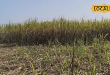 Sugarcane farming Tips | Sugarcane Harvesting Tips | गन्ने की कटाई के दौरान रखें इन बातों का ध्यान