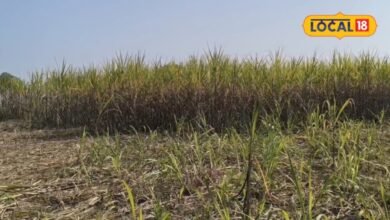 Sugarcane farming Tips | Sugarcane Harvesting Tips | गन्ने की कटाई के दौरान रखें इन बातों का ध्यान