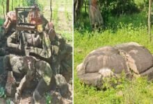 Telangana dinosaur fossils। Vemanapalli dinosaur fossils। देश का ये राज्‍य कभी था डायनासोरों का ठिकाना... करोड़ों साल पुराने राज आज भी जिंदा हैं