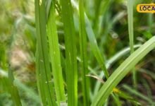 Vach Plant Benefits: आयुर्वेद में खास है वच का पौधा, जानिए इसकी जमीन के अंदर की गांठ का इस्तेमाल