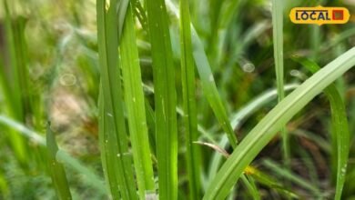 Vach Plant Benefits: आयुर्वेद में खास है वच का पौधा, जानिए इसकी जमीन के अंदर की गांठ का इस्तेमाल