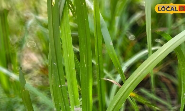 Vach Plant Benefits: आयुर्वेद में खास है वच का पौधा, जानिए इसकी जमीन के अंदर की गांठ का इस्तेमाल