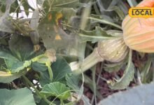 Vegetable Gardening Tips: घर की छत से खेतों तक उगाएं ये बेलदार सब्जियां, बुवाई से लेकर देखभाल तक जानें पूरा तरीका