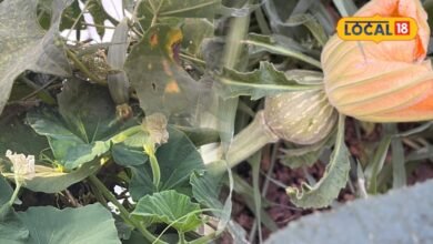 Vegetable Gardening Tips: घर की छत से खेतों तक उगाएं ये बेलदार सब्जियां, बुवाई से लेकर देखभाल तक जानें पूरा तरीका
