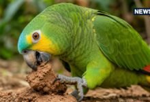 Why Parrots Eat Clay : तोते मिट्टी क्यों चाटते हैं? देखने के लिए दुनिया के कोने-कोने से आते हैं लोग