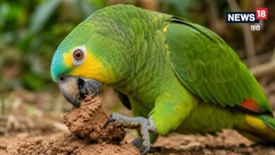 Why Parrots Eat Clay : तोते मिट्टी क्यों चाटते हैं? देखने के लिए दुनिया के कोने-कोने से आते हैं लोग