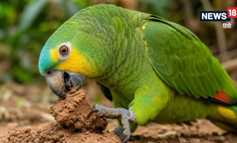Why Parrots Eat Clay : तोते मिट्टी क्यों चाटते हैं? देखने के लिए दुनिया के कोने-कोने से आते हैं लोग