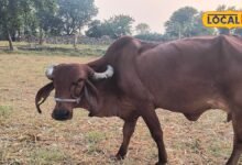 Winter Animal Care: ठंड बढ़ते ही बदलें पशुओं की खुराक, हरा चारा, सूखा चारा और दाने का रखें सही संतुलन