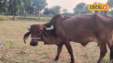 Winter Animal Care: ठंड बढ़ते ही बदलें पशुओं की खुराक, हरा चारा, सूखा चारा और दाने का रखें सही संतुलन