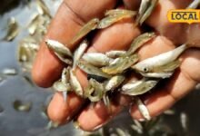 best fish | best fish for eating | fish varieties | मछलियों की वो 3 खास वैरायटी, जिनमें कूट-कूटकर भरे हैं पोषक तत्व, विटामिन और प्रोटीन का खजाना