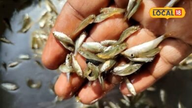 best fish | best fish for eating | fish varieties | मछलियों की वो 3 खास वैरायटी, जिनमें कूट-कूटकर भरे हैं पोषक तत्व, विटामिन और प्रोटीन का खजाना