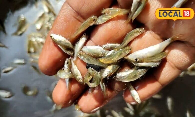 best fish | best fish for eating | fish varieties | मछलियों की वो 3 खास वैरायटी, जिनमें कूट-कूटकर भरे हैं पोषक तत्व, विटामिन और प्रोटीन का खजाना