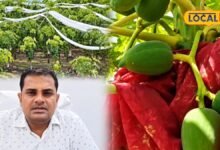 bharatpur news I खेती में नया प्रयोग कर रहे भरतपुर के किसान, ताइवानी पपीते से मुनाफे की आस