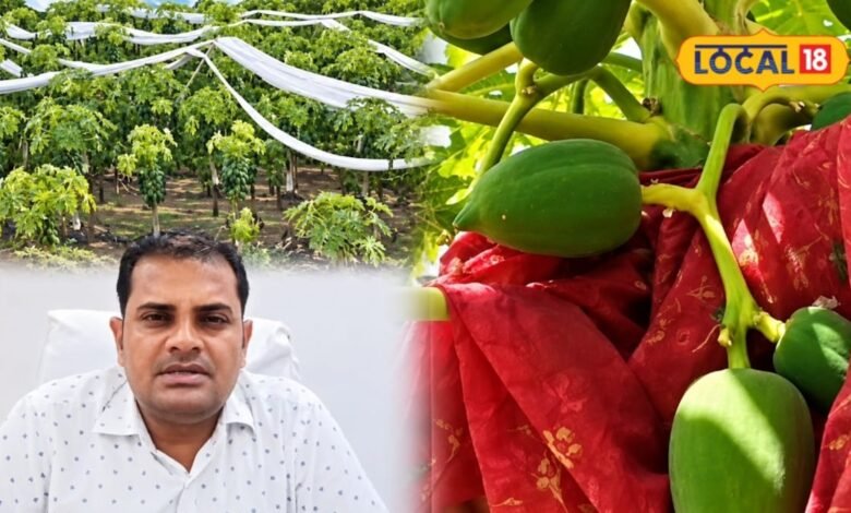 bharatpur news I खेती में नया प्रयोग कर रहे भरतपुर के किसान, ताइवानी पपीते से मुनाफे की आस