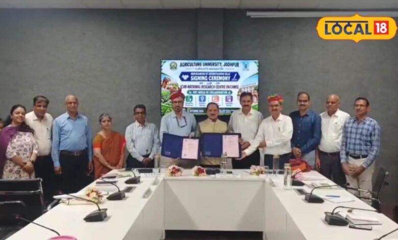 ऊंटनी के दूध से बढ़ेगी पशुपालकों की कमाई, दूध कारोबार को बढ़ावा देने के लिए जोधपुर-बीकानेर की पहल