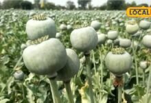 केंद्र सरकार ने जारी की अफीम नीति 2026-27: किसानों की पात्रता का दायरा बढ़ा, पट्टों के संकट और सीपीएस पद्धति से नाराजगी