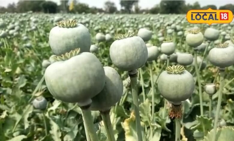 केंद्र सरकार ने जारी की अफीम नीति 2026-27: किसानों की पात्रता का दायरा बढ़ा, पट्टों के संकट और सीपीएस पद्धति से नाराजगी