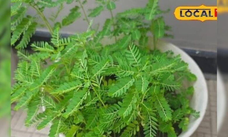 खेतों में आसानी से मिल जाता है भूमि आंवला, जानिए आयुर्वेद में क्यों है इसकी खास पहचान – News18 हिंदी