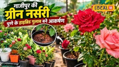 गाजीपुर की गो ग्रीन नर्सरी में मिल रहा महाराष्ट्र का हाइब्रिड गुलाब, घर के ऑगन में लगाएं, हो जाएगा रंग-बिरंगा, जानें टिप्स