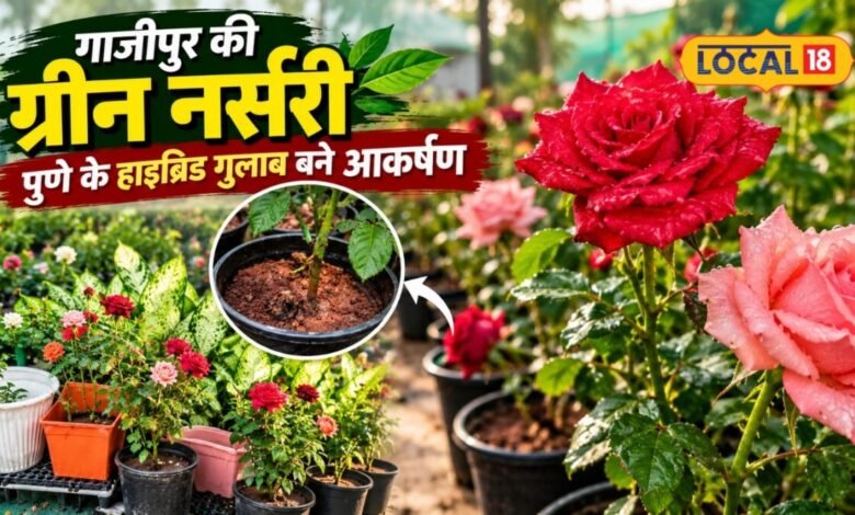 गाजीपुर की गो ग्रीन नर्सरी में मिल रहा महाराष्ट्र का हाइब्रिड गुलाब, घर के ऑगन में लगाएं, हो जाएगा रंग-बिरंगा, जानें टिप्स