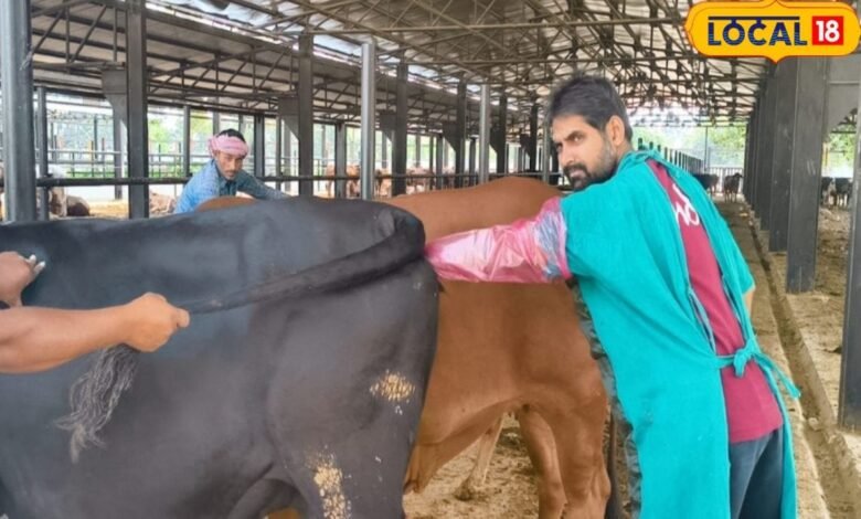गाय के कृत्रिम गर्भाधान में अच्छे सीमेन से ही नहीं होगा काम, हीट में है या नहीं जांच जरूरी