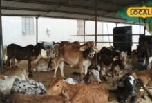 गाय को ज्यादा हरा चारा खिलाना पड़ सकता है भारी, आफरा से बचाने के लिए डॉक्टर की ये सलाह जरूर जानें