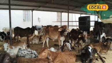 गाय को ज्यादा हरा चारा खिलाना पड़ सकता है भारी, आफरा से बचाने के लिए डॉक्टर की ये सलाह जरूर जानें