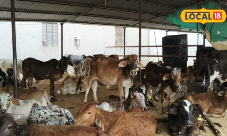 गाय को ज्यादा हरा चारा खिलाना पड़ सकता है भारी, आफरा से बचाने के लिए डॉक्टर की ये सलाह जरूर जानें