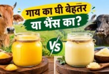 गाय या भैंस का घी, सेहत के लिए कौन सा बेहतर?