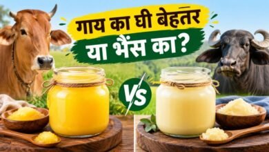 गाय या भैंस का घी, सेहत के लिए कौन सा बेहतर?